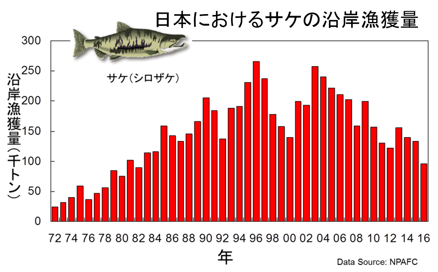 日本におけるサケの沿岸漁獲量