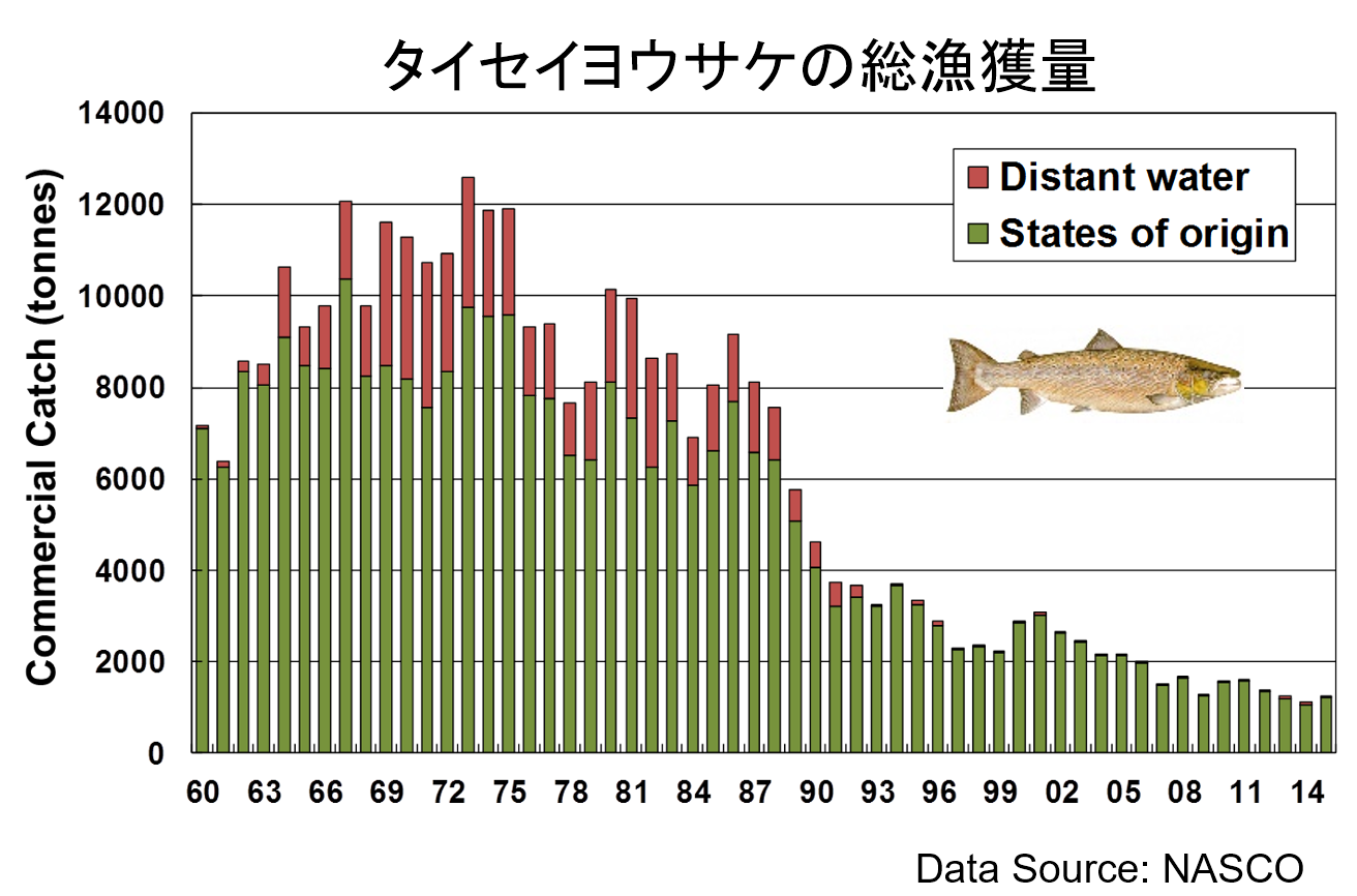 タイセイヨウサケの総漁獲量