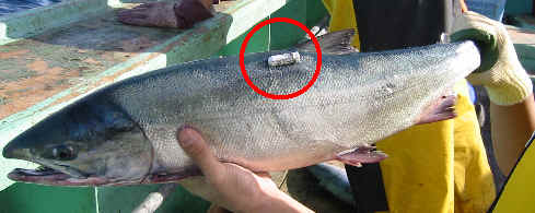 アーカイバルタグ標識を付けたサケ成魚